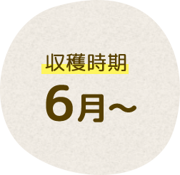 収穫時期 6月~