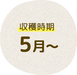 収穫時期 5月~