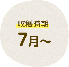 収穫時期 7月~